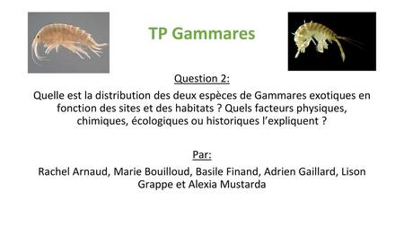 TP Gammares Question 2: Quelle est la distribution des deux espèces de Gammares exotiques en fonction des sites et des habitats ? Quels facteurs physiques,