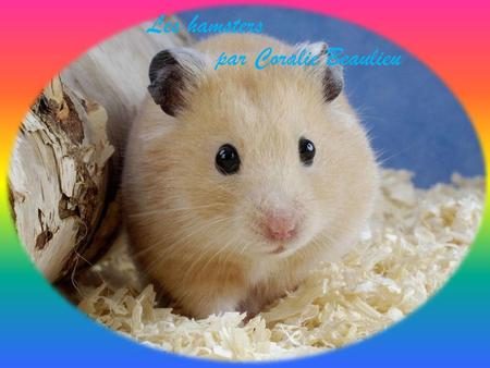 Les hamsters par Coralie Beaulieu.