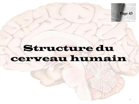 Structure du cerveau humain