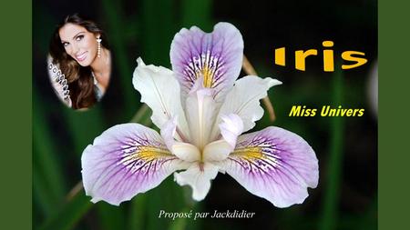 Iris Miss Univers Proposé par Jackdidier.