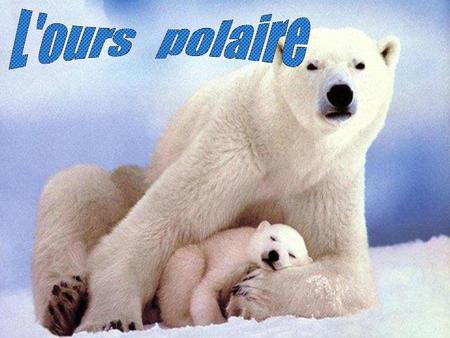L'ours polaire.