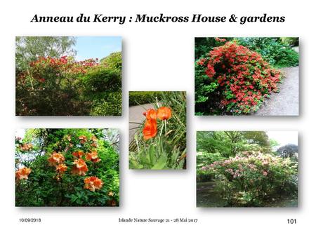 Anneau du Kerry : Muckross House & gardens