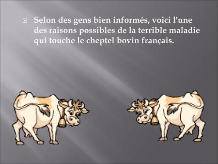 Selon des gens bien informés, voici l'une des raisons possibles de la terrible maladie qui touche le cheptel bovin français.