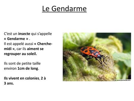 Le Gendarme C’est un insecte qui s’appelle « Gendarme » .