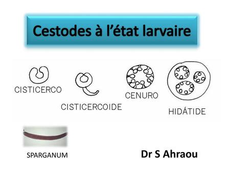 Cestodes à l’état larvaire