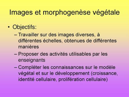 Images et morphogenèse végétale