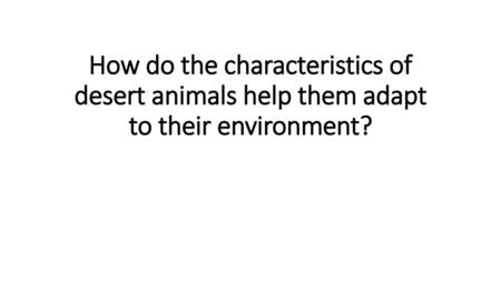 How do the characteristics of desert animals help them adapt to their environment?