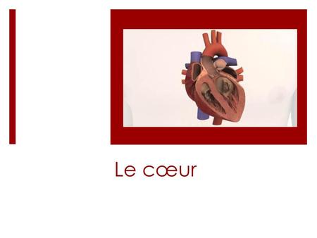 Le cœur Question: contraction du coeur: systole et diastole: pendant le cours sur le coeur ou apres les artères Vaisseaux sanguin du coeur.