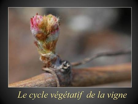 Le cycle végétatif de la vigne