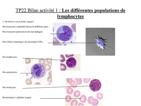 TP22 Bilan activité 1 : Les différentes populations de lymphocytes