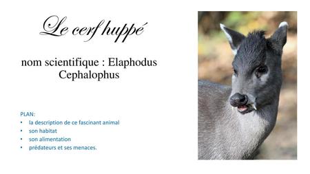 Le cerf huppé nom scientifique : Elaphodus Cephalophus