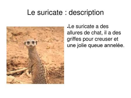 Le suricate : description