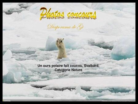 Un ours polaire fait coucou, Svalbard, Catégorie Nature