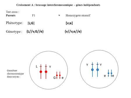 Croisement A : brassage interchromosomique – gènes indépendants