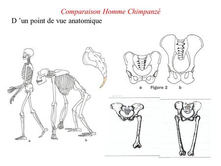 Comparaison Homme Chimpanzé
