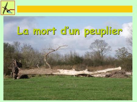 La mort d’un peuplier.