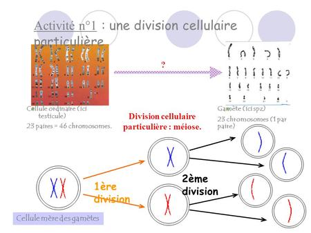 Activité n°1 : une division cellulaire particulière