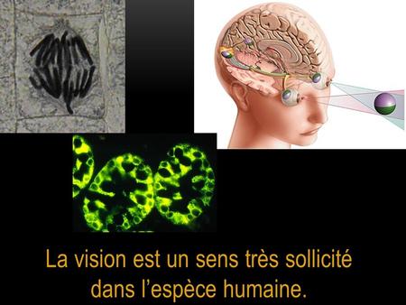 La vision est un sens très sollicité dans l’espèce humaine.