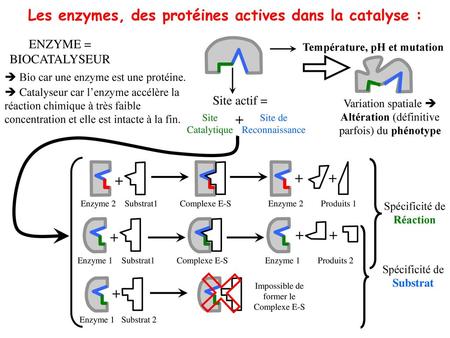 Les enzymes, des protéines actives dans la catalyse :