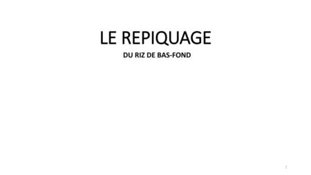 LE REPIQUAGE DU RIZ DE BAS-FOND.