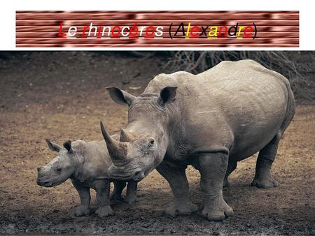 Le rhinocéros (Alexandre)