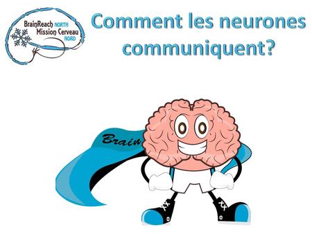 Comment les neurones communiquent?