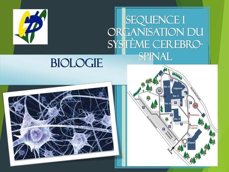 oRganisation du système cerebro- spinal