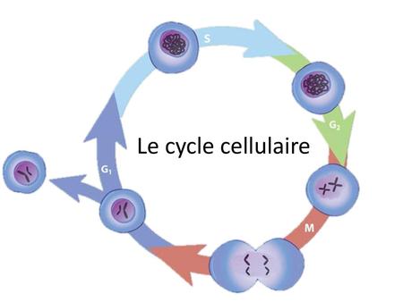 Le cycle cellulaire.