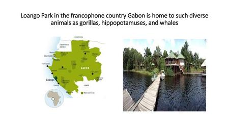 Loango Park in the francophone country Gabon is home to such diverse animals as gorillas, hippopotamuses, and whales.
