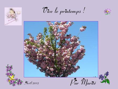 Vive le printemps ! Par Marité Avril 2012.