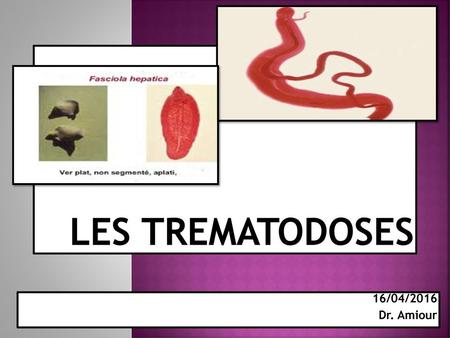 Les Trematodoses 16/04/2016 Dr. Amiour.