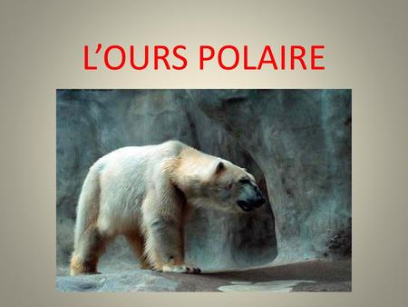 L’OURS POLAIRE.
