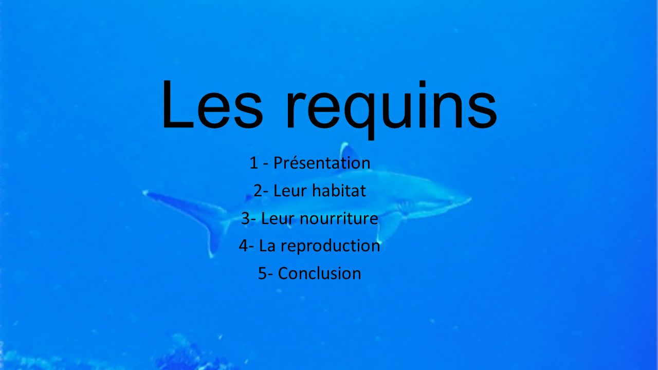 Les Requins 1 Presentation 2 Leur Habitat 3 Leur Nourriture Ppt Video Online Telecharger