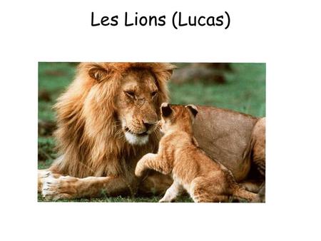 Les Lions (Lucas).