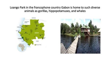Loango Park in the francophone country Gabon is home to such diverse animals as gorillas, hippopotamuses, and whales.