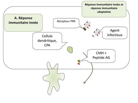 A. Réponse immunitaire innée