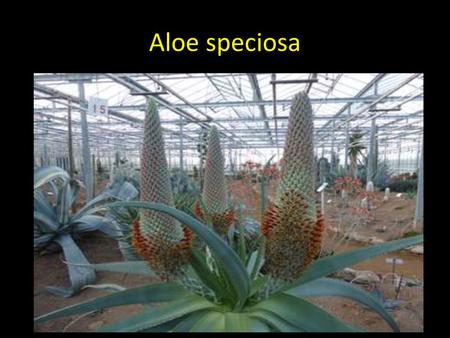 Aloe speciosa.