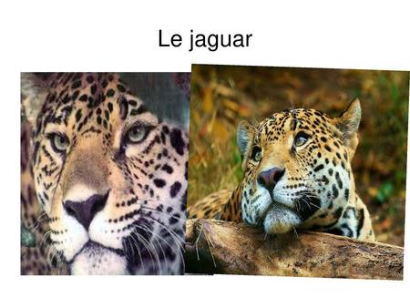 Le jaguar.