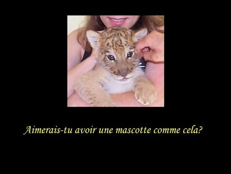 Aimerais-tu avoir une mascotte comme cela?