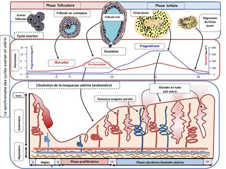 L’évolution de la muqueuse utérine (endomètre)