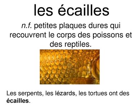Les écailles n.f. petites plaques dures qui recouvrent le corps des poissons et des reptiles. Les serpents, les lézards, les tortues ont des écailles.
