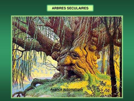 ARBRES SECULAIRES Avance automatique.