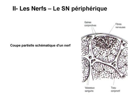 II- Les Nerfs – Le SN périphérique