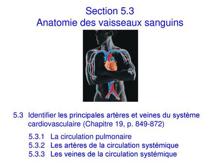 Section 5.3 Anatomie des vaisseaux sanguins