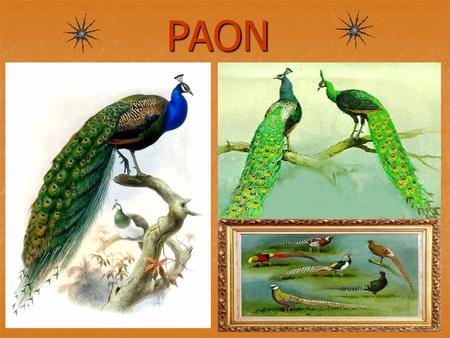 PAON.