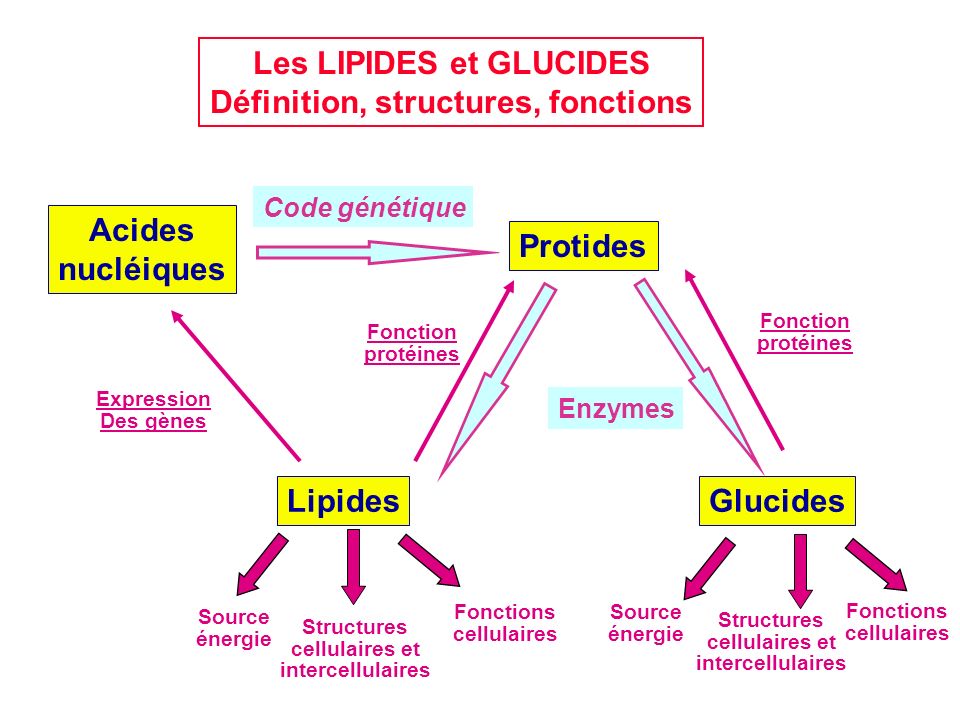 Les Lipides Et Glucides Definition Structures Fonctions Ppt Telecharger