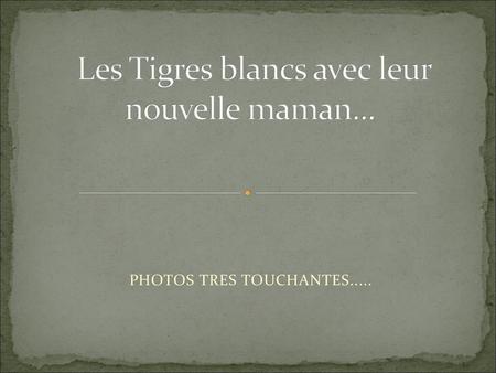 Les Tigres blancs avec leur nouvelle maman...