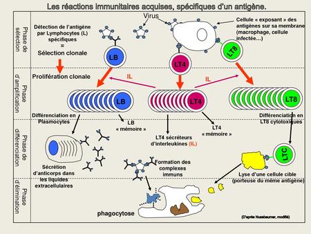 Détection de l’antigène par Lymphocytes (L) spécifiques