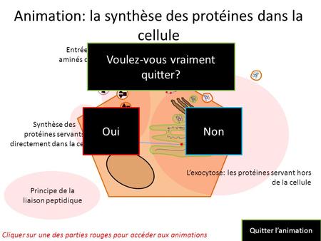 Animation: la synthèse des protéines dans la cellule
