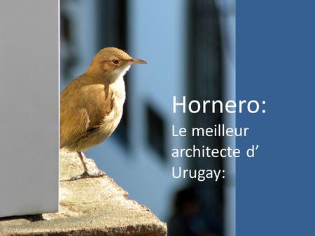Hornero: Le meilleur architecte d’ Urugay: